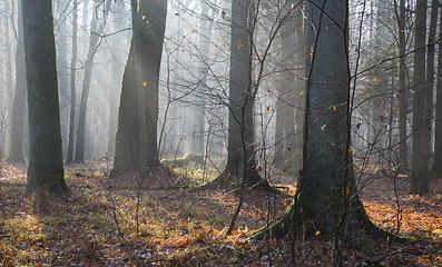 Image showing Autumnal misty morning in the forest