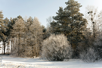 Image showing trees in winter  