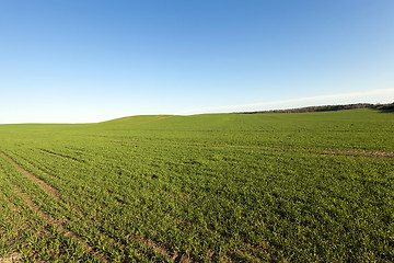 Image showing     agricultural field  . spring