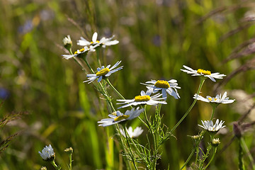 Image showing white daisy   in bloom