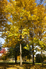 Image showing   the autumn season 