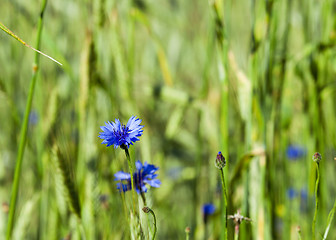 Image showing cornflowers on the field  