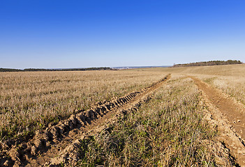 Image showing green vegetation  . field  