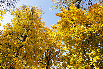 Image showing yellowed foliage .  close-up  