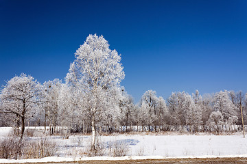 Image showing trees in winter 