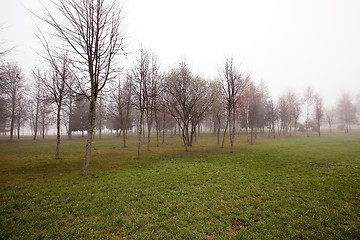 Image showing Autumn park .  morning