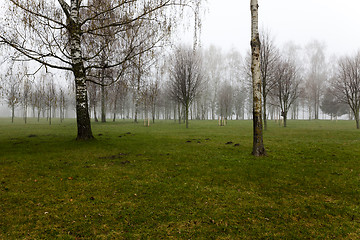 Image showing Autumn park .  morning