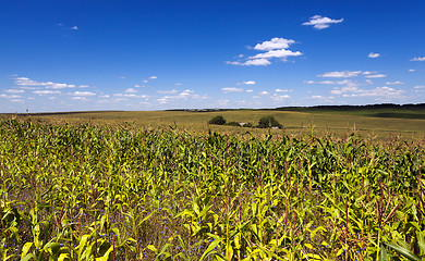 Image showing sprouted corn .  field  