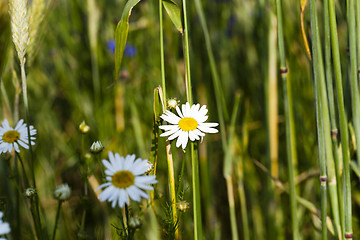 Image showing daisy flowers  . summer  