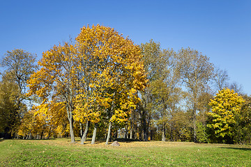 Image showing autumn season . foliage