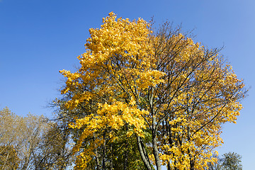 Image showing autumn forest . Belarus