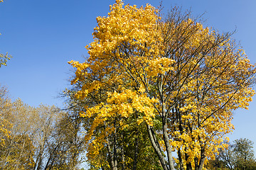 Image showing autumn season . foliage