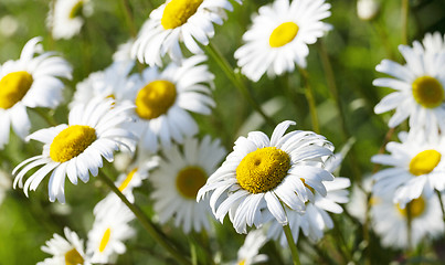 Image showing white daisy . spring