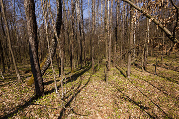 Image showing trees in spring 