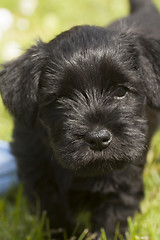 Image showing schnauzer puppy