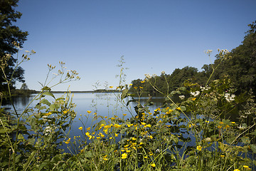 Image showing flowers and water