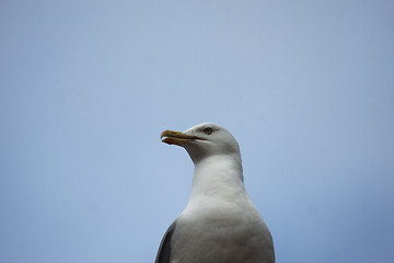 Image showing seagull