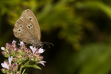 Image showing brown butterfly