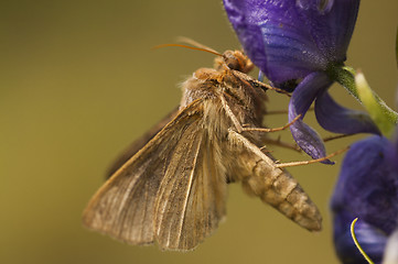 Image showing moth