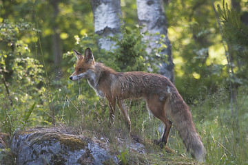 Image showing sly fox