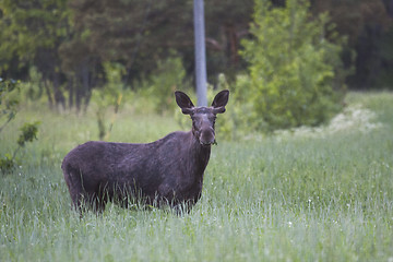 Image showing young moose