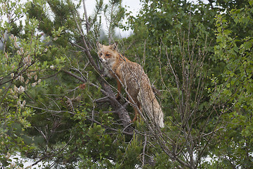 Image showing climbing trees