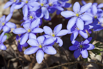 Image showing spring flowers .  forest