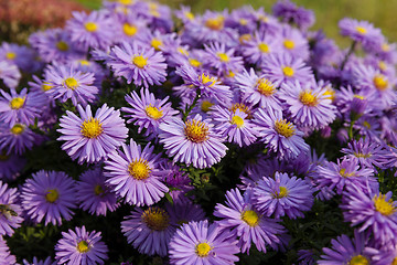 Image showing purple flowers . autumn  