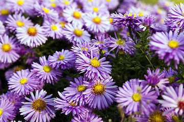 Image showing purple flowers . autumn  