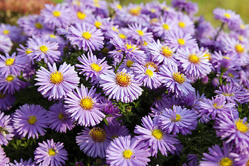 Image showing purple flowers . autumn  