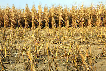 Image showing agricultural field with corn  