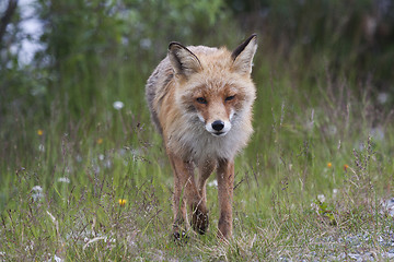 Image showing red fox in motion