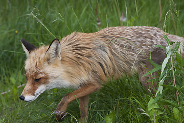 Image showing sneaky fox