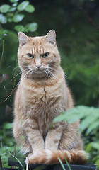 Image showing ginger cat