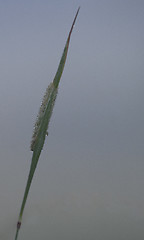 Image showing straw