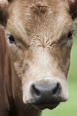 Image showing cows head