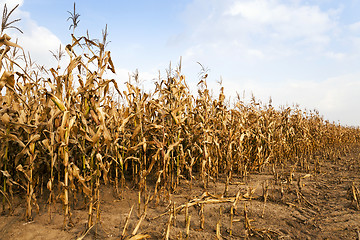 Image showing mature corn. autumn