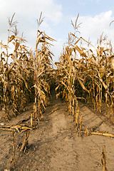 Image showing agricultural field with corn  