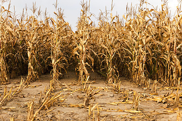 Image showing agricultural field with corn  