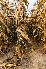 Image showing mature corn. autumn