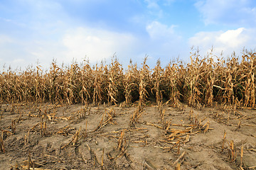 Image showing agricultural field with corn  