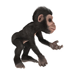 Image showing Little Chimp on White