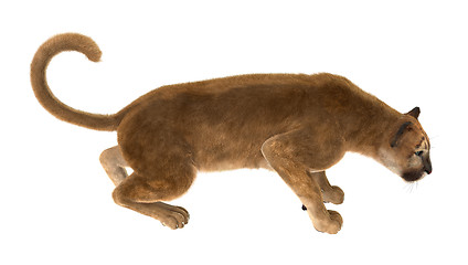 Image showing Big Cat Puma