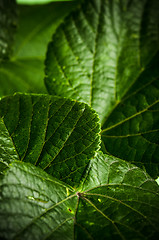 Image showing  Linden leaves, close-up