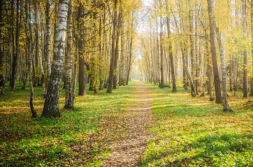 Image showing Illuminated by sunlight autumn alley