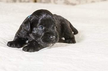 Image showing Small puppi breed Miniature Schnauzer 