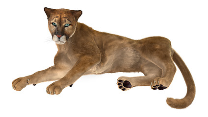 Image showing Big Cat Puma