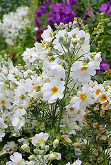 Image showing Beautiful white flowers