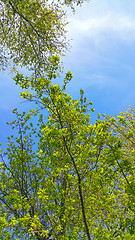Image showing Spring tree branches on blue sky