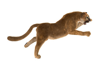 Image showing Big Cat Puma